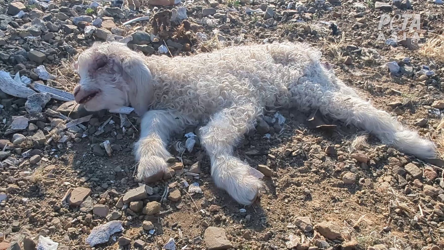 Exclusive: PETA Investigation Challenges ‘Responsible Mohair’ Certification