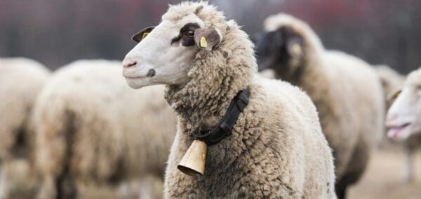 Wool is Not Waste:    Why the EU Needs to Reclassify Raw Wool