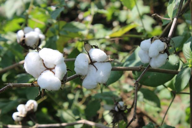 What Is Cotton Fiber? Types, Properties, Uses & Care Tips