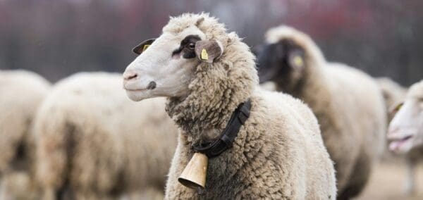 New Research Challenges the Sustainability Case for Polyester