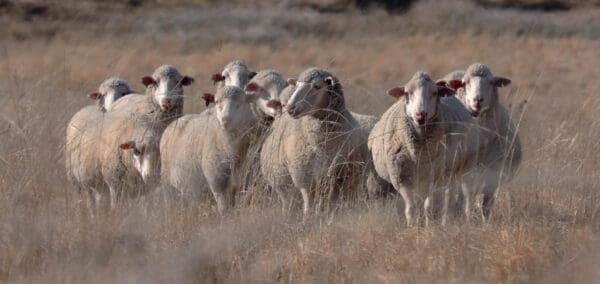 Cotton and Wool Unite at Inaugural Australian Natural Fibres Forum