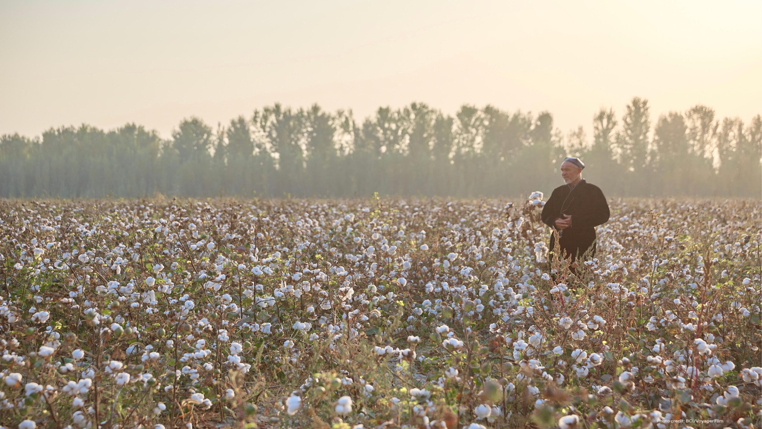 Better Cotton Releases First Impact Report in Five Years as Scrutiny on Sustainability Schemes Grows